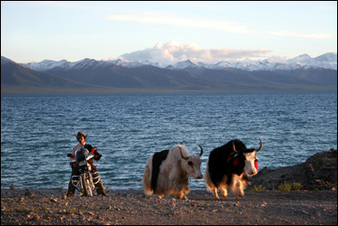 The Last Cowboy of Namtso Lake